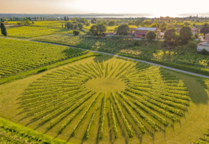 Bergamini vin - Veneto, Italiai